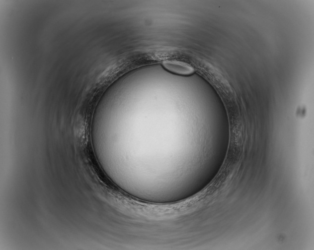 X0000100960031200807011343
