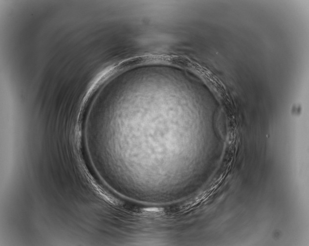 X0000100960053200807011342