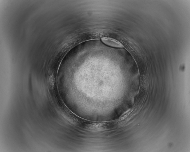 X0000100960086200807011342