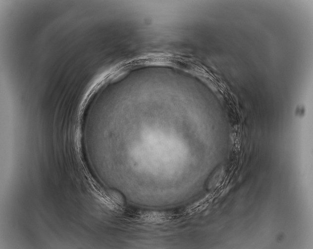 X0000100960293200807011339