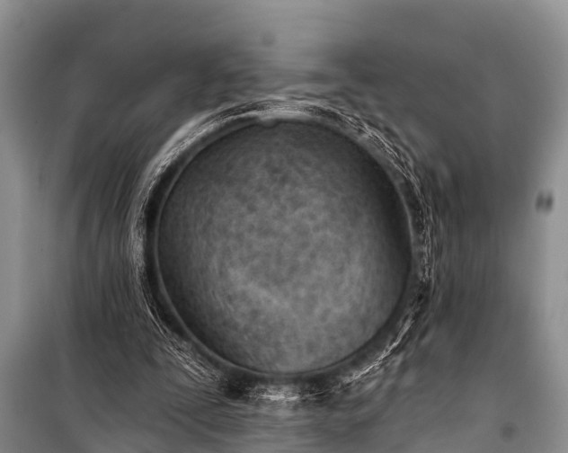 X0000100960295200807011339