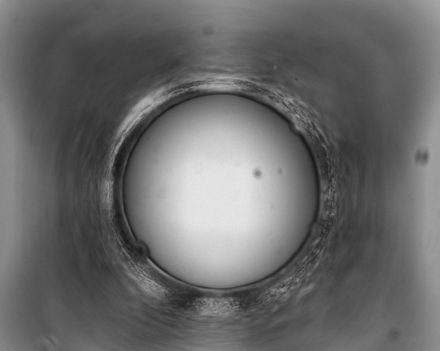 X0000100960296200807011339