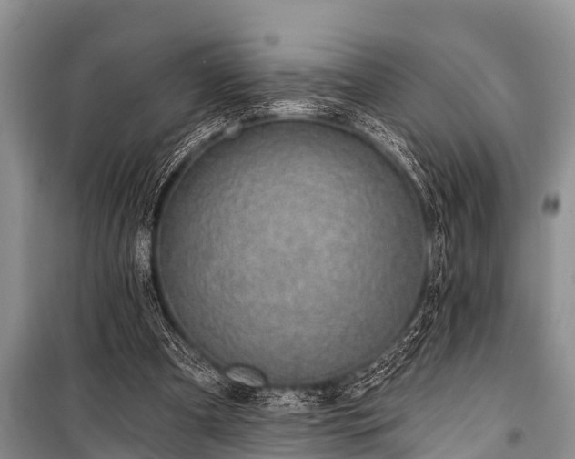 X0000100960297200807011339
