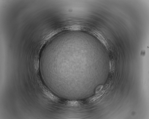 X0000100960301200807011339