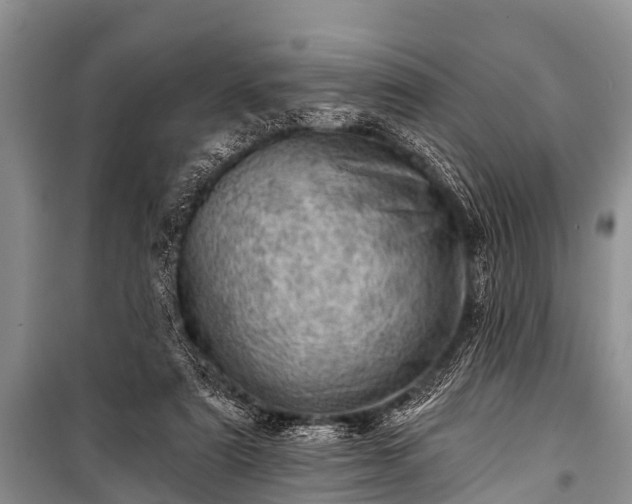 X0000100960307200807011339