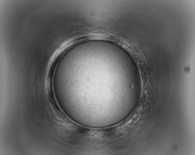 X0000100960343200807011338
