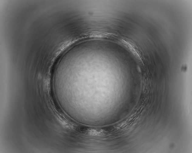 X0000100960346200807011338