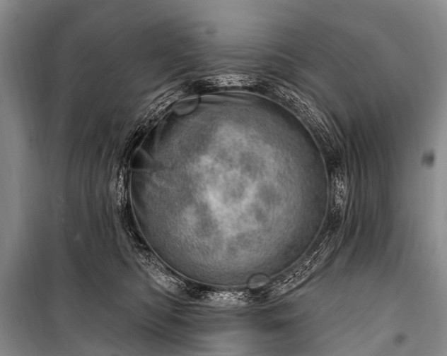 X0000100960422200807011337