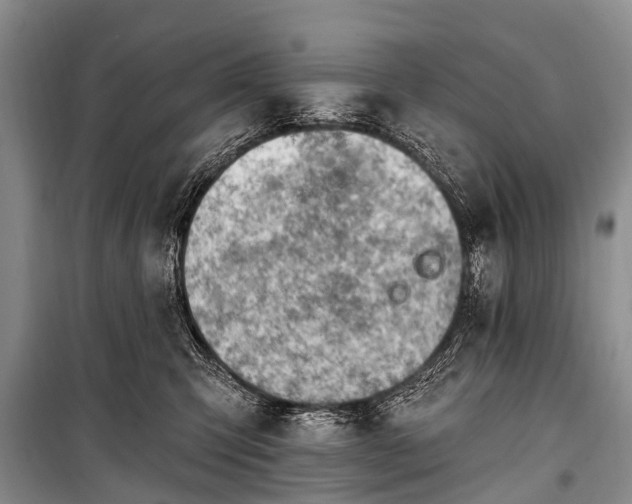 X0000100960423200807011337