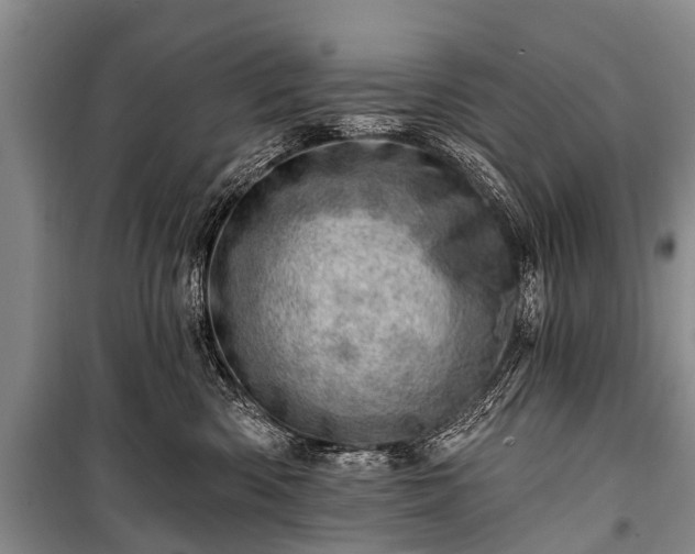 X0000100960426200807011337