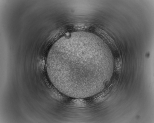 X0000100960427200807011337
