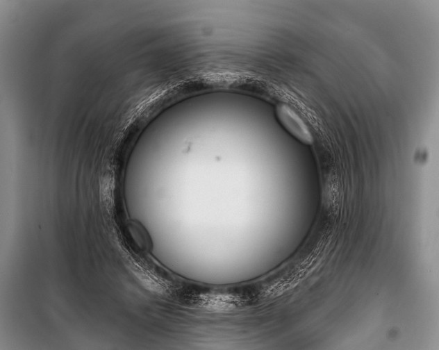 X0000100960448200807011336
