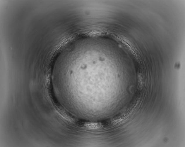 X0000100960499200807011336