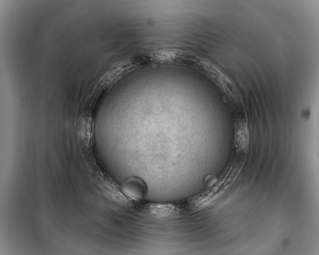 X0000100960525200807011335