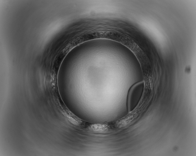 X0000100960526200807011335