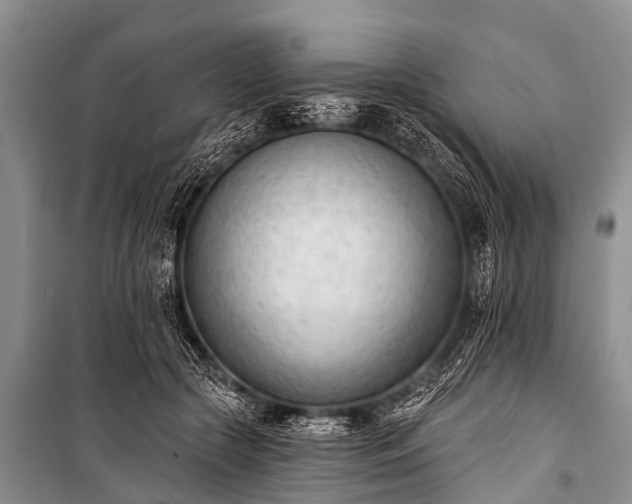 X0000100960553200807011335
