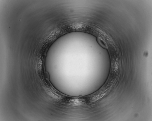 X0000100960558200807011335