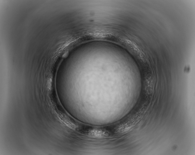 X0000100960596200807011334