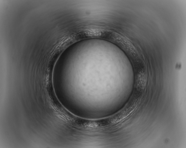X0000100960600200807011334