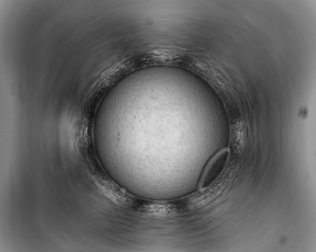 X0000100960615200807011334