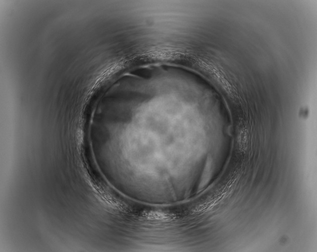 X0000100960635200807011333