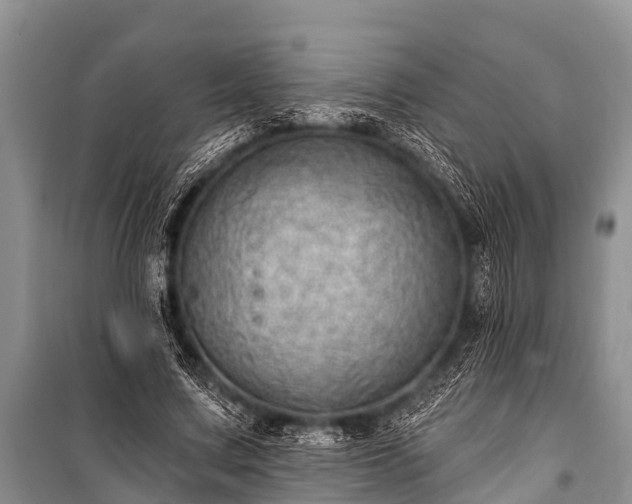 X0000100960683200807011333