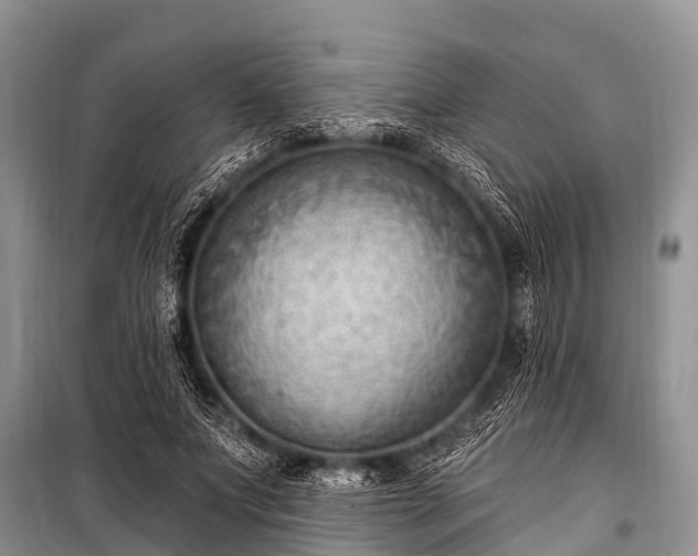 X0000100960687200807011333