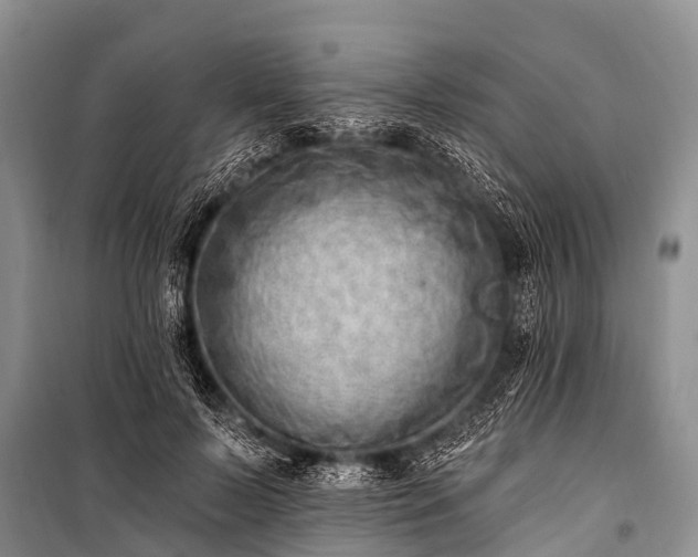 X0000100960695200807011333