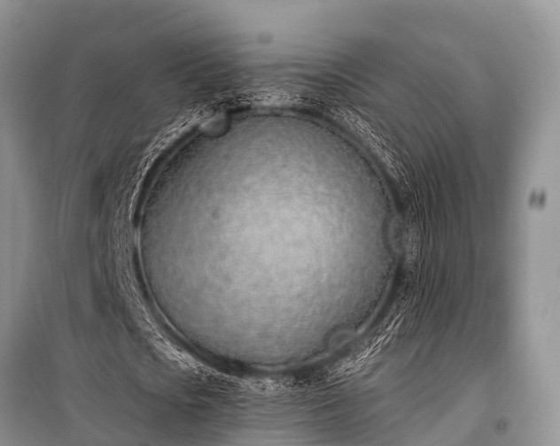X0000100960721200807011332