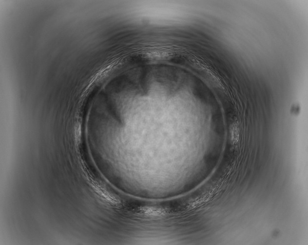 X0000100960733200807011332