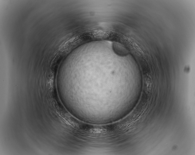 X0000100960745200807011332