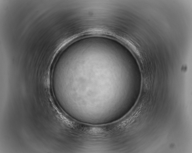 X0000100960839200807011330