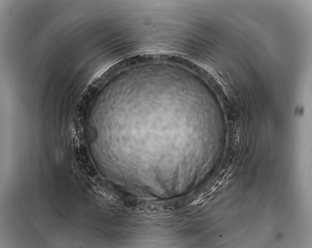 X0000100960871200807011330