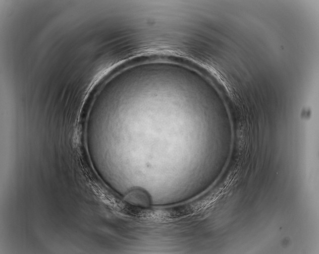 X0000100960879200807011330