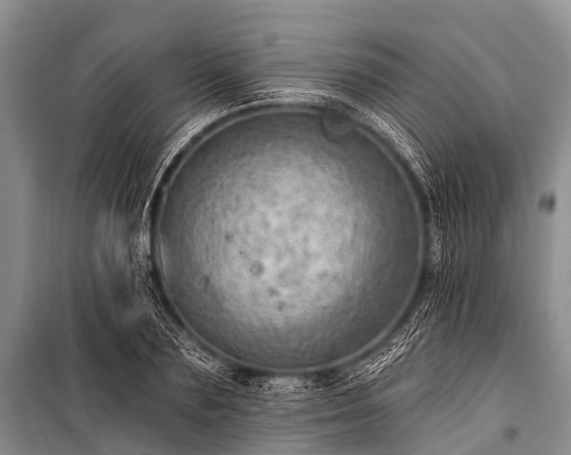 X0000100960883200807011330
