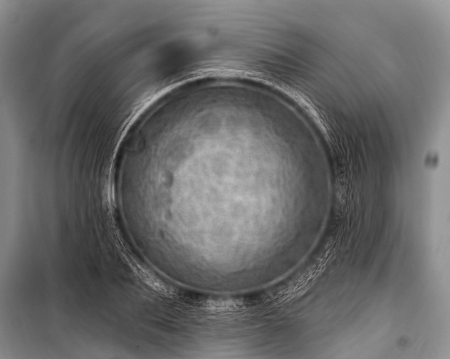 X0000100960887200807011329