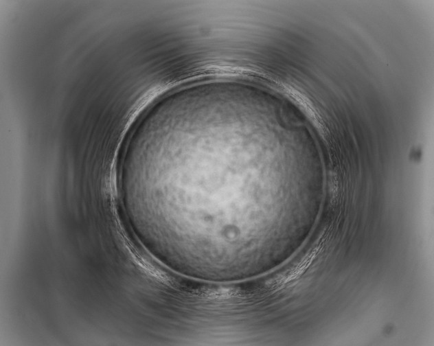 X0000100960891200807011329