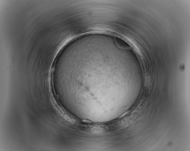 X0000100960899200807011329