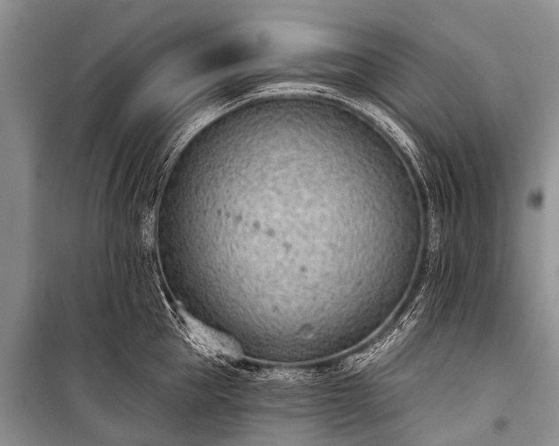 X0000100960953200807011329