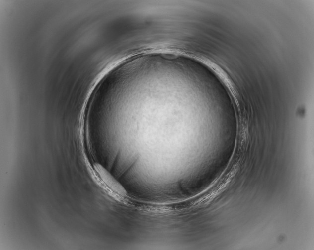 X0000100960957200807011329