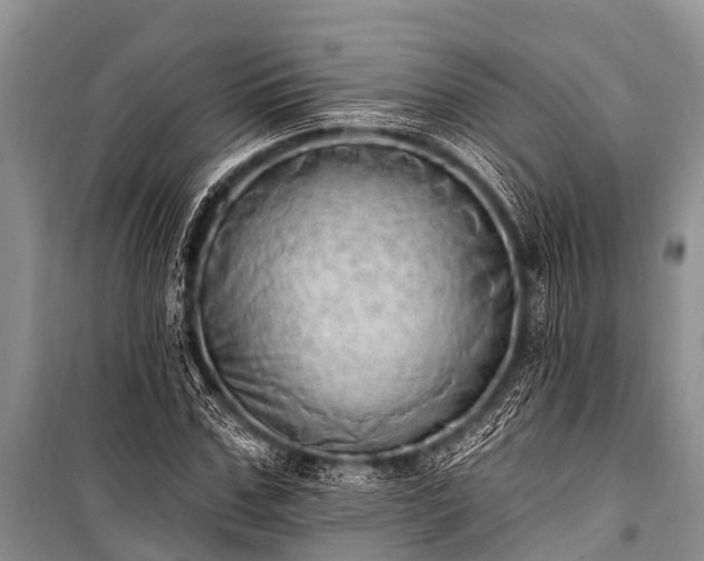 X0000100960971200807011328