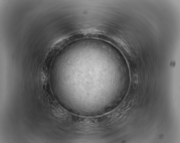 X0000100961063200807011327