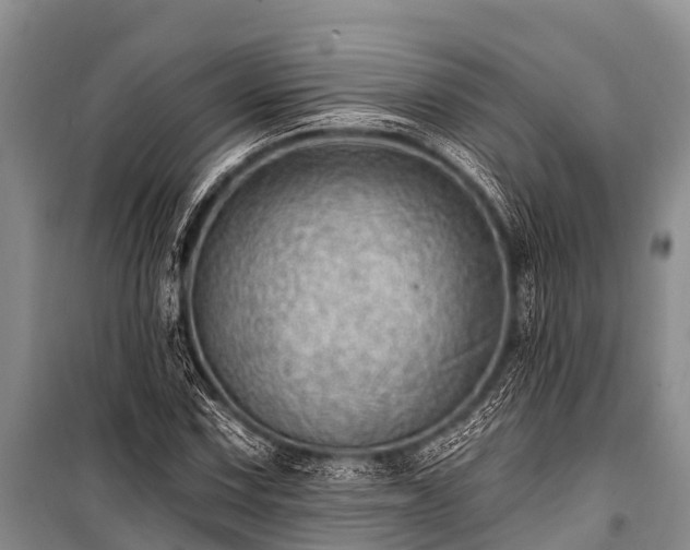 X0000100961067200807011327