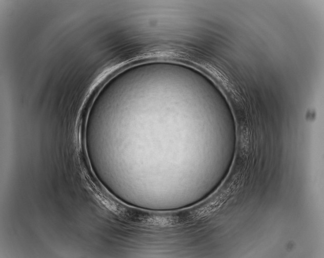 X0000100961078200807011327