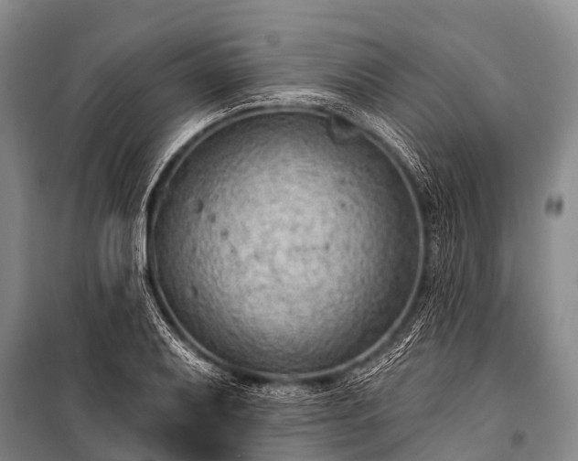 X0000100961079200807011326
