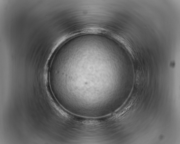 X0000100961083200807011326