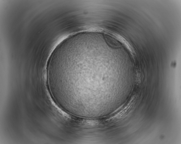 X0000100961095200807011326