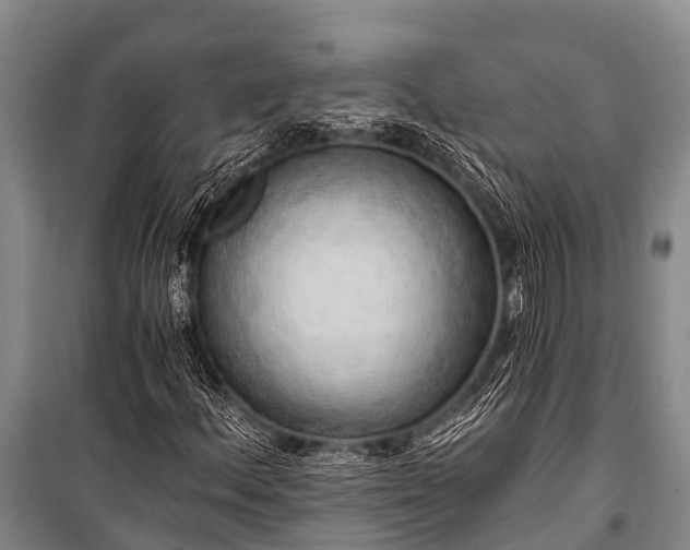 X0000100961156200807011325