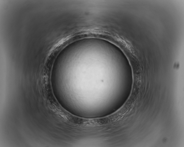 X0000100961159200807011325