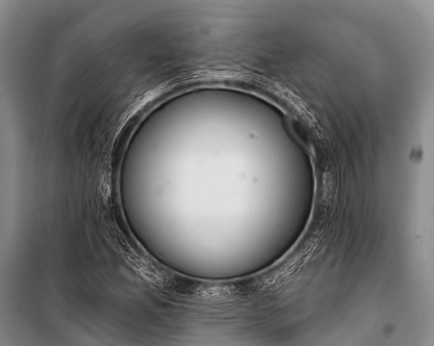 X0000100961165200807011325